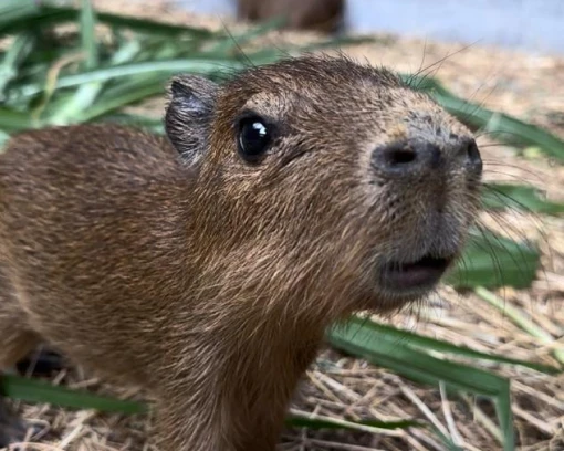 Atención a animales