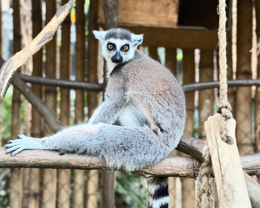 Conservación y zoocría