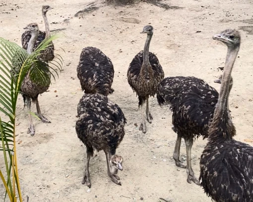 Reproducción y liberación de fauna